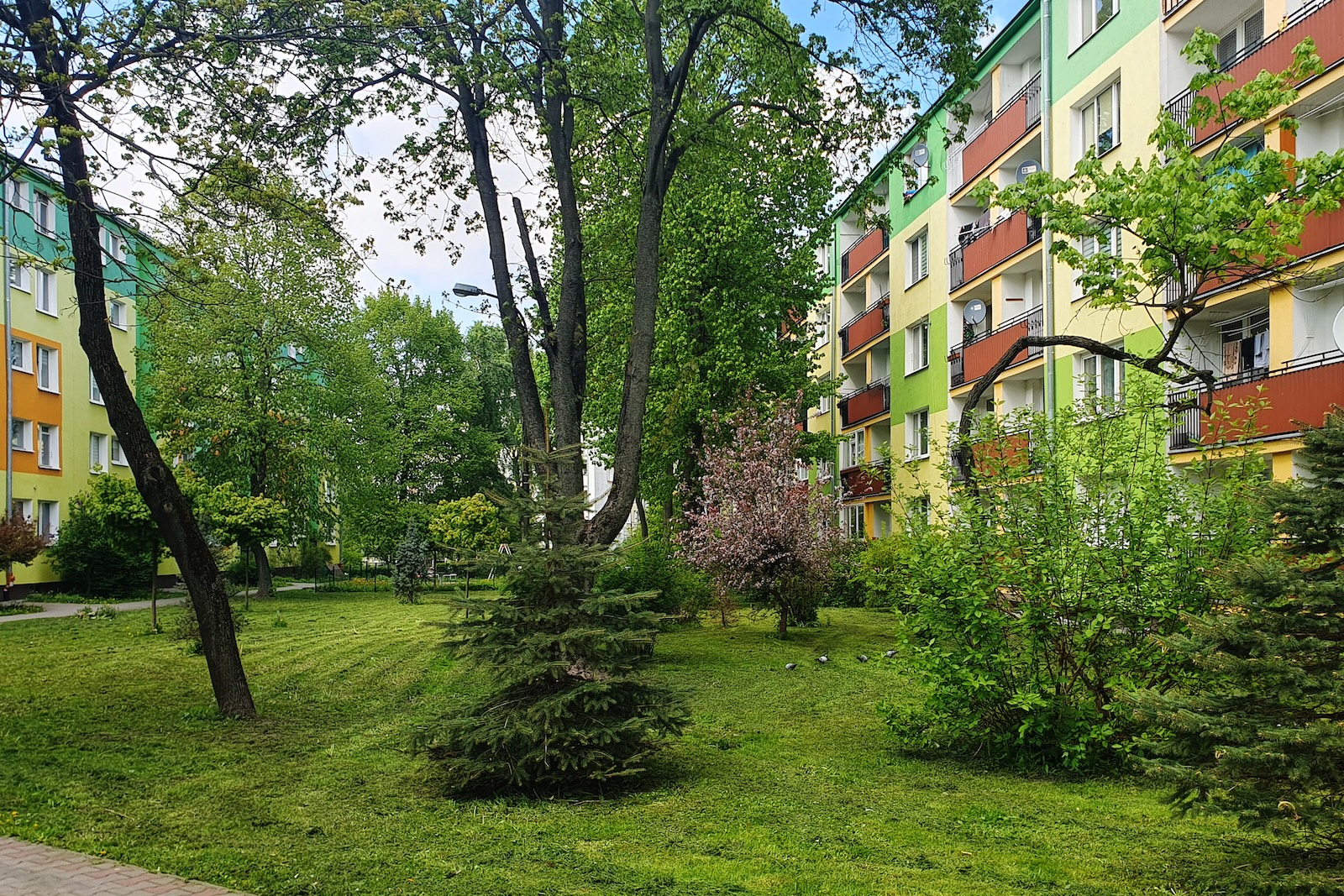 Zieleń wokół osiedla
